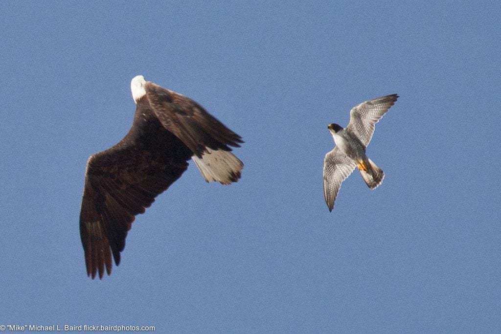 Peregrine Falcon using mobbing as nest defense.  In this case the Peregrine is trying to ward off a bald eagle