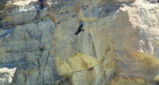 A golden eagle parent departs the nest after delivering food to two chicks.
