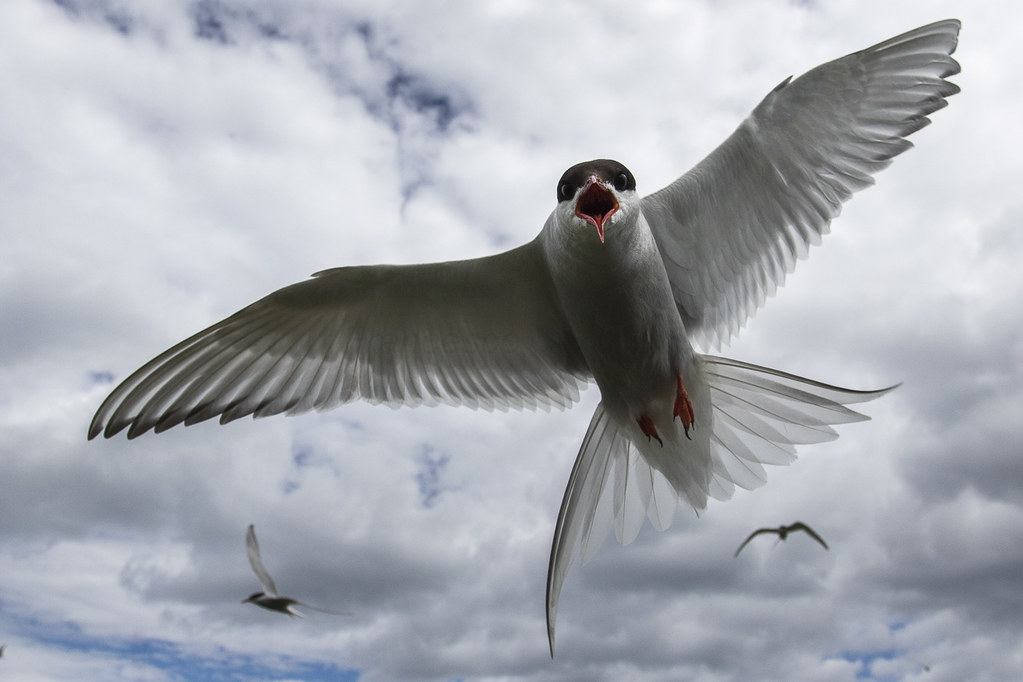 Close up of an Arctic Tern in migration, wings spread wide, with two others in the background. 