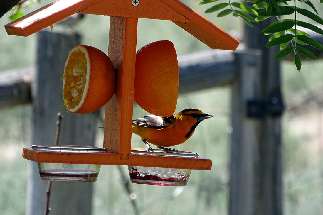 A male Bullock's Oriole perched on a feeding cup filed with Grape Jelly.