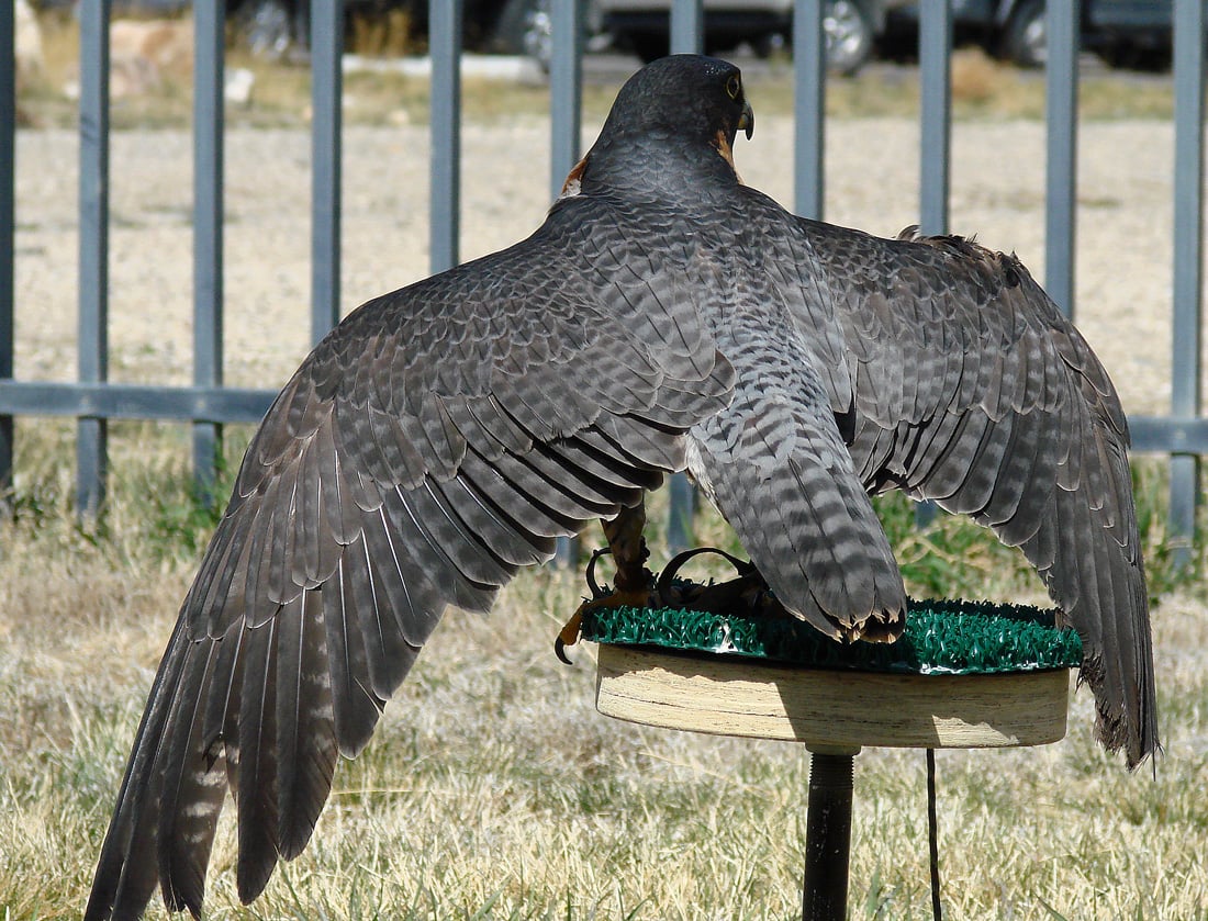 Hayabusa, the Draper Museum Raptor Experience's Peregrine Falcon, perched outside in our weathering yard.  Viewed from the back, with her wings held open.  