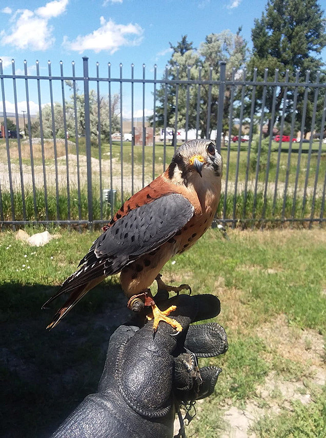 Salem, a male American Kestrel perched on a glove. 