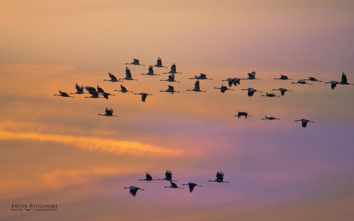 Migrating cranes against a sunset sky.  