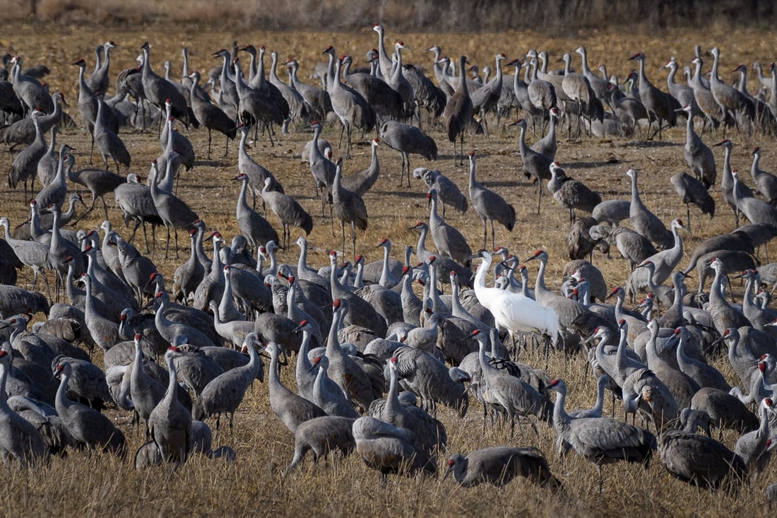 A large group of Sandhill Cranes standing on a brown harvested corn field with one white whooping Crane among them. 
