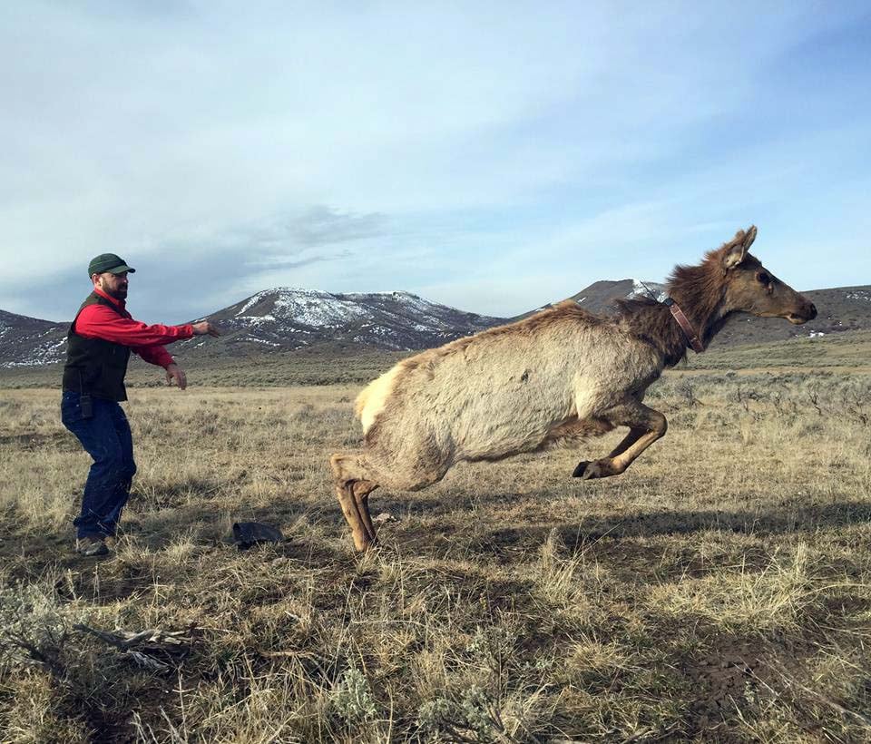 Tony Mong, shown here releasing a collared elk, is our Lunchtime Expedition speaker on December 5, 2019. Photo by Matthew Kauffman.