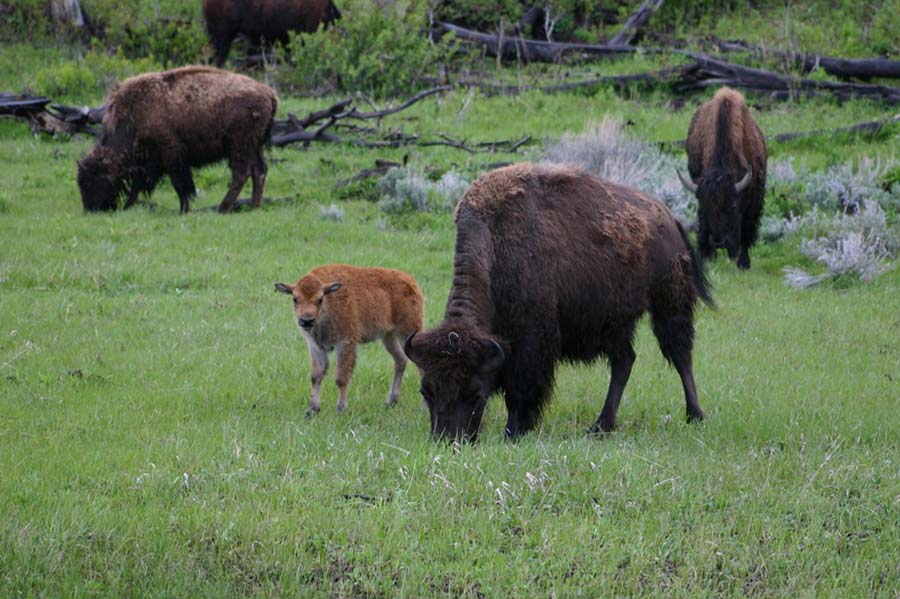 Greater Yellowstone bison. C.R. Preston photo.