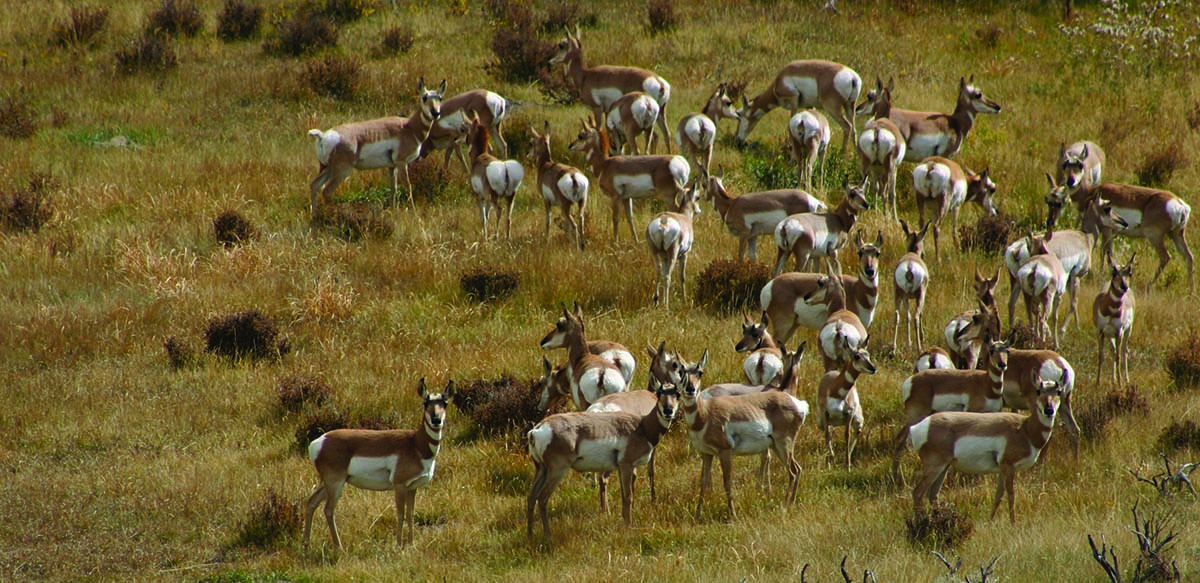 One of Greater Yellowstone's "most wide-ranging wildlife," the pronghorn. C.R. Preston photo.