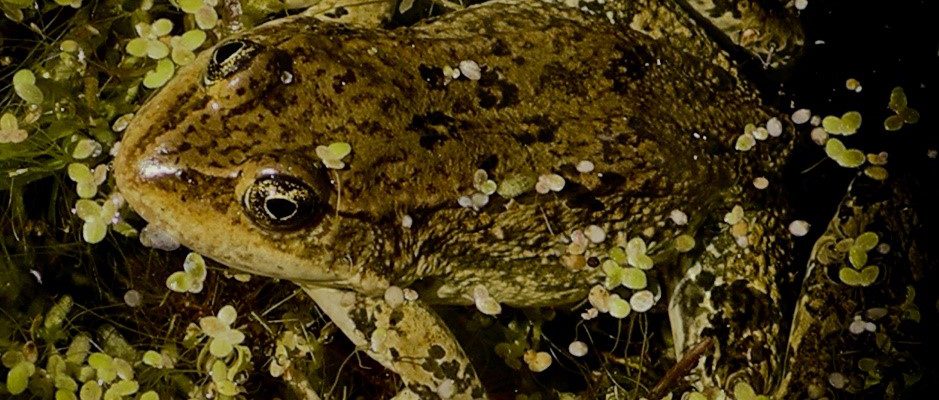 amphibian