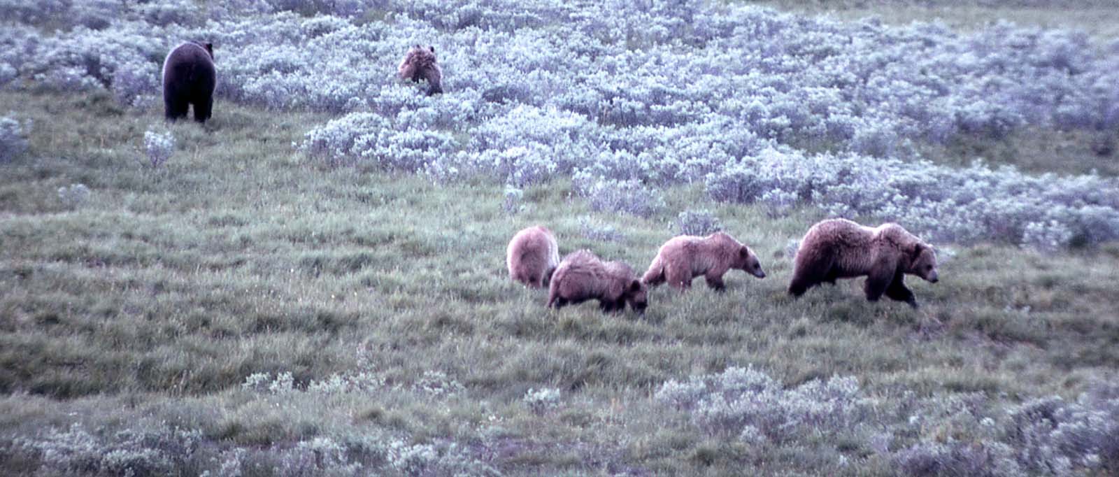 Grizzly bears in Hayden Valley, Yellowstone National Park. NPS photo by John Good, 1964.
