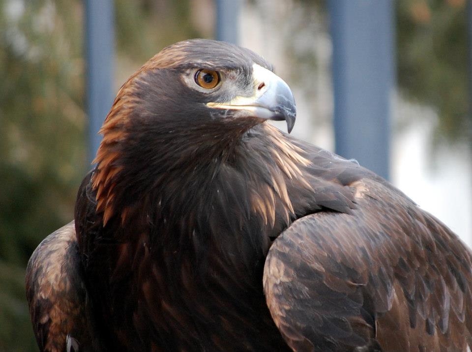 The head and shoulders of the Draper Museum Raptor Experiences large Golden Eagle. 

