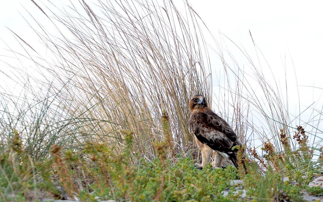 The small Little Eagle perched on the ground in the grasses. 
