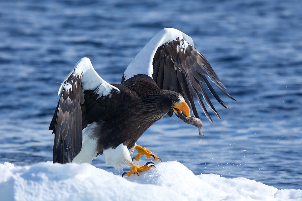 A large Steller's Sea Eagle landing with a fish in its beak.
