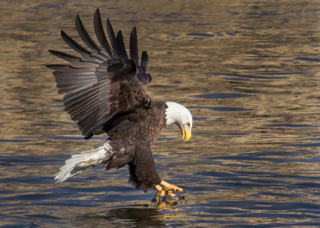 A large Bald Eagle, talons reaching toward the water's surface. 
