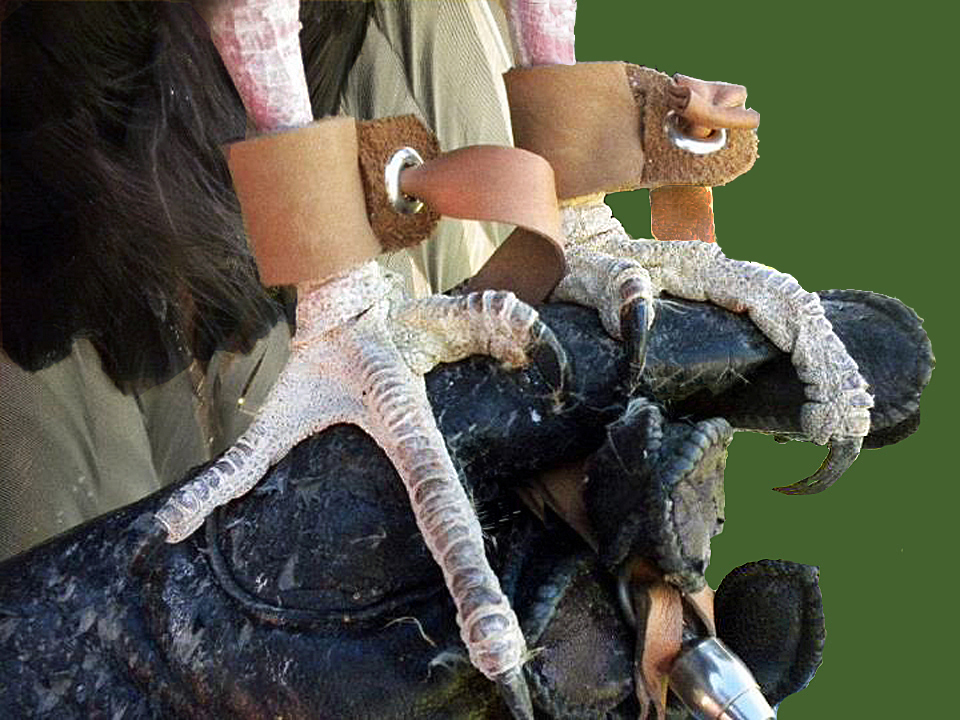 Closeup of Turkey Vulture feet perched on a glove.
