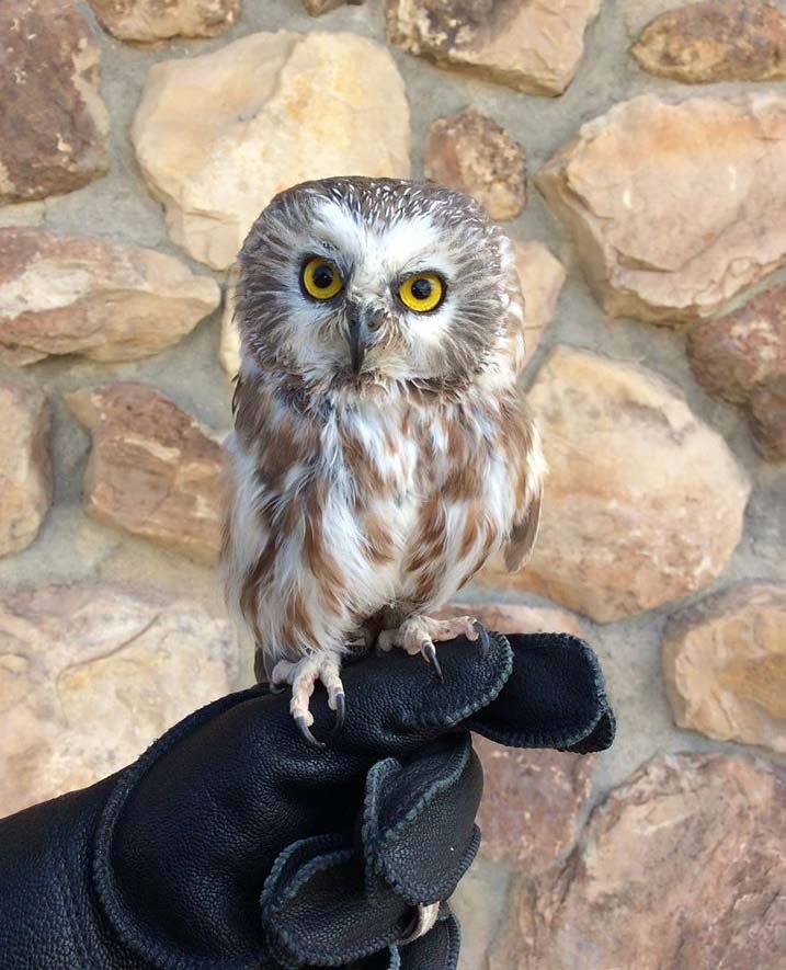 Draper Museum Raptor Experience: Remington the saw-whet owl