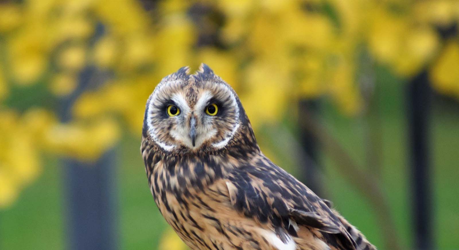 Amelia the Short-eared owl - Draper Museum Raptor Experience