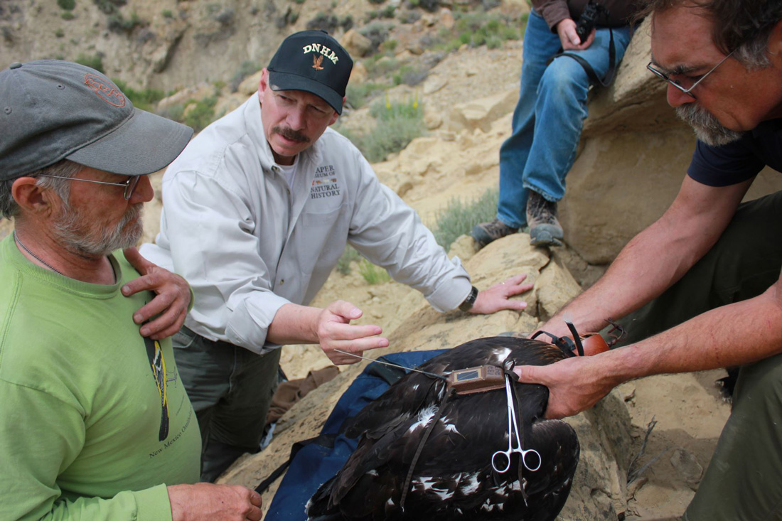 Photo of Golden Eagle on the ground being held by an assistant as Dr. Preston attaches a satellite transmitter to its back. Another assistant is nearby.