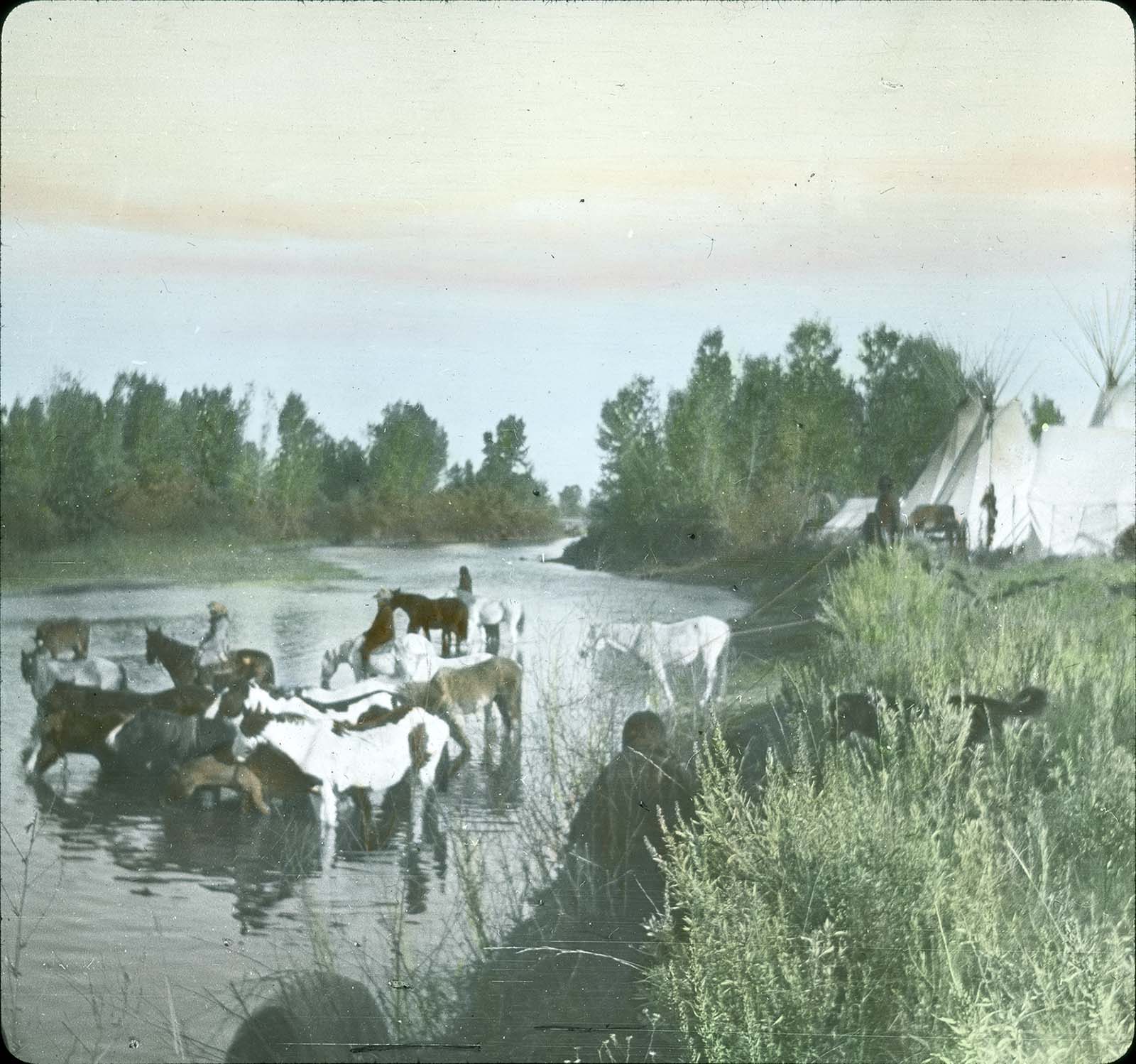 Horses and tipis at the Little Bighorn River. Lantern slide. MS 95 William A. Petzoldt Collection, McCracken Research Library. LS.95.289