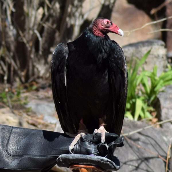 Exploring the Turkey Vulture's Sense of Smell Raptor Experience