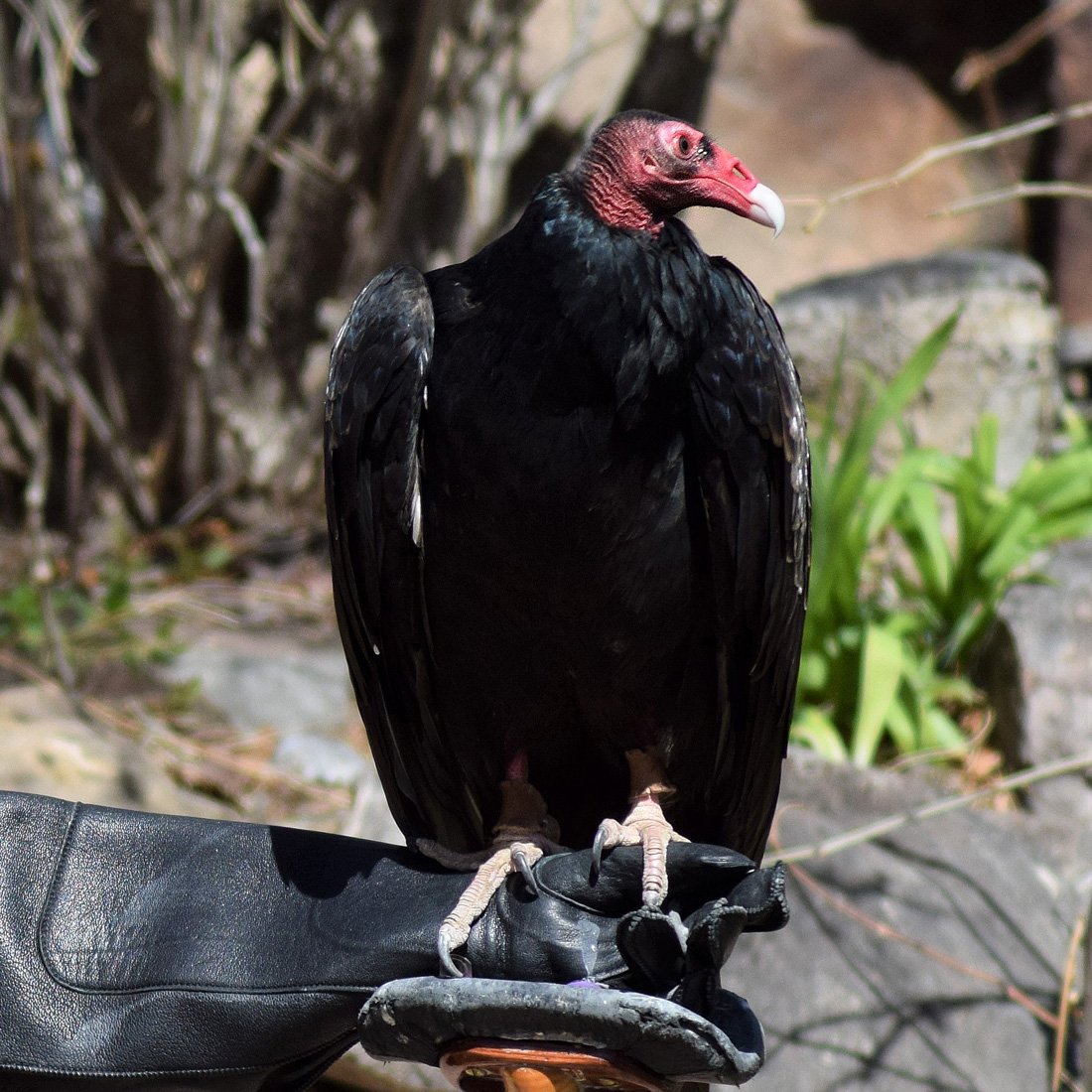 Photo of Suli, the Draper Museum Raptor Experiences Turkey Vulture, as she perches on a glove.