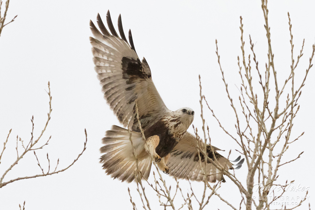 Rough-legged Hawk about to land in a tree, wings spread wide.