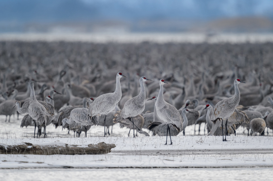 Tall snow covered mountains in central Asia with migrating birds in the foreground.