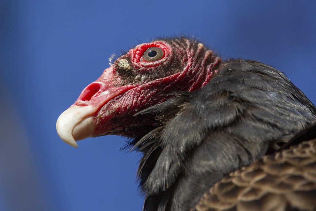 Head shot of a Turkey Vulture.