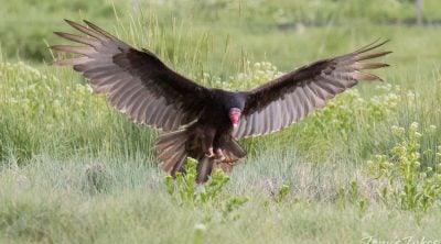 Turkey Vulture landing on the ground, wings outstretched. Its excellent sense of smell may have lead it to carrion.