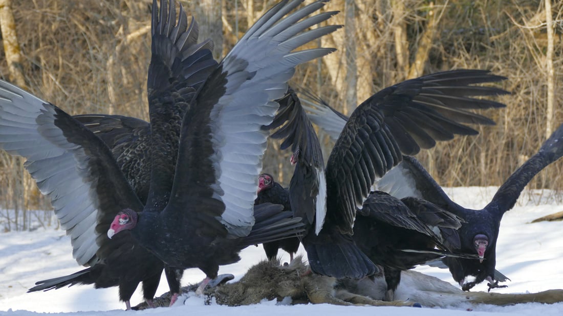 6-Turkey Vultures feeding on a dead deer. Using their sense of smell they find meals and will feed together.