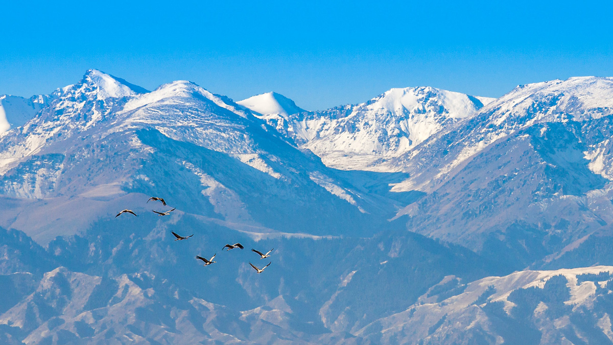 Tall snow covered mountains in central Asia with migrating birds in the foreground.