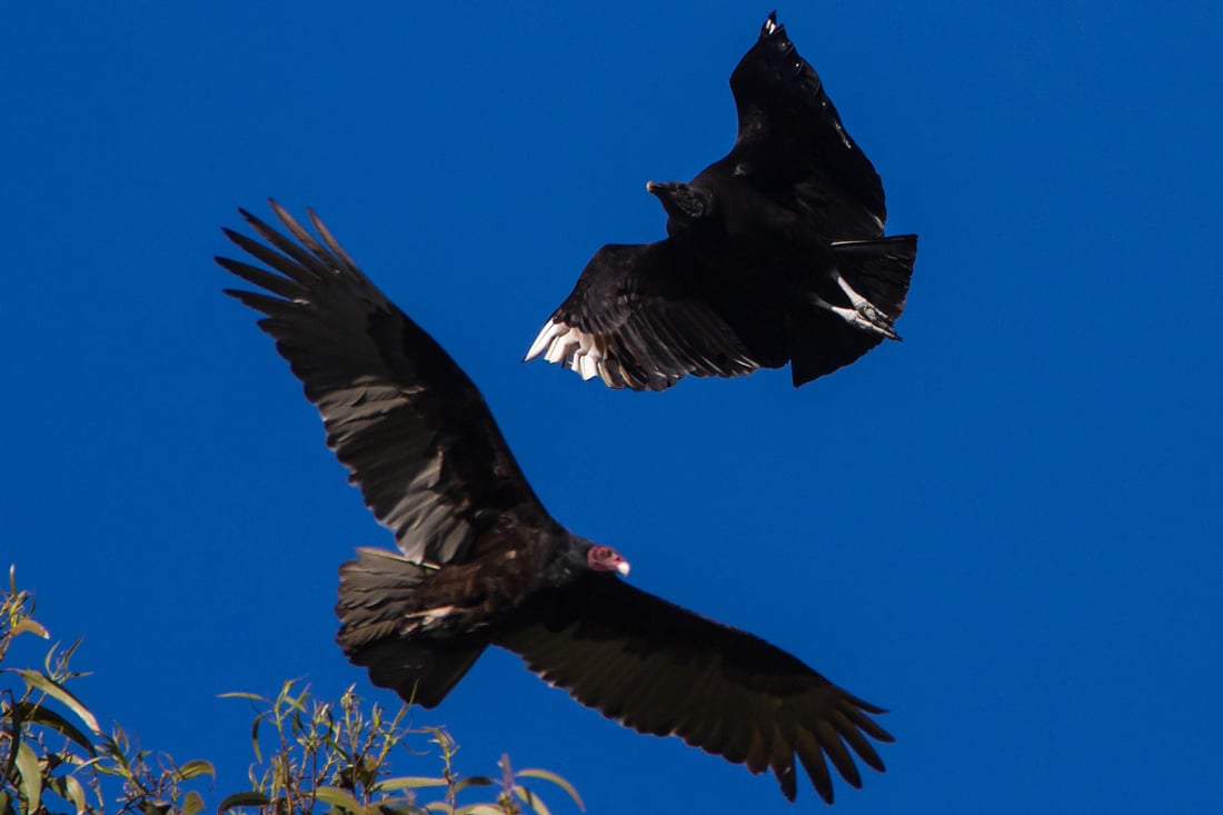 Turkey Vulture and Black Vulture