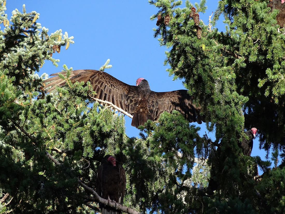 A Turkey Vulture perched in a pine tree, wings spread wide, along with two others perched nearby.