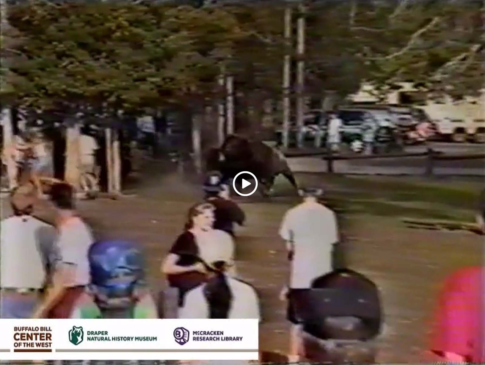 Video still of bison and a too-close crowd. Greater Yellowstone Sights and Sounds Archive. 430.177.003 / DRA501.177.3