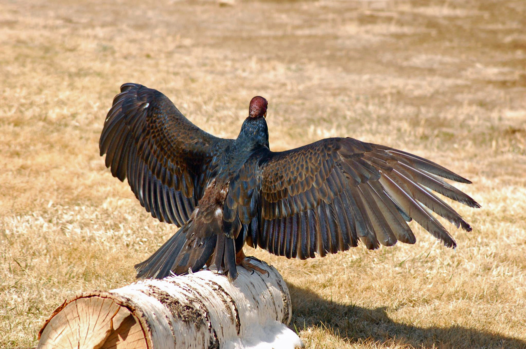 Turkey Vulture with wings outspread to demonstrate her iridescent colors.