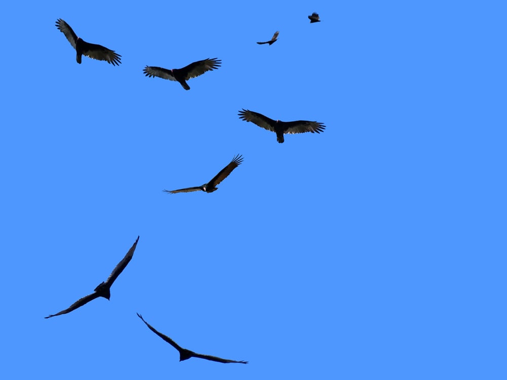 A group of vultures gliding in the air.