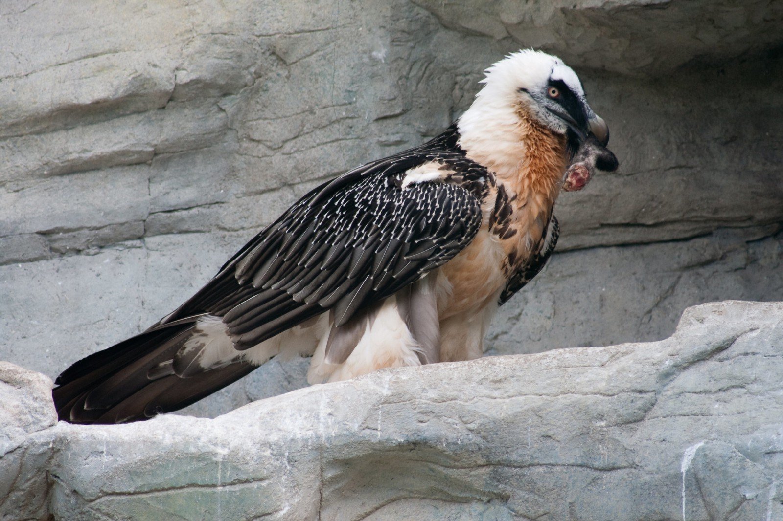 Bearded Vultures do not have the bald heads of most other vultures.