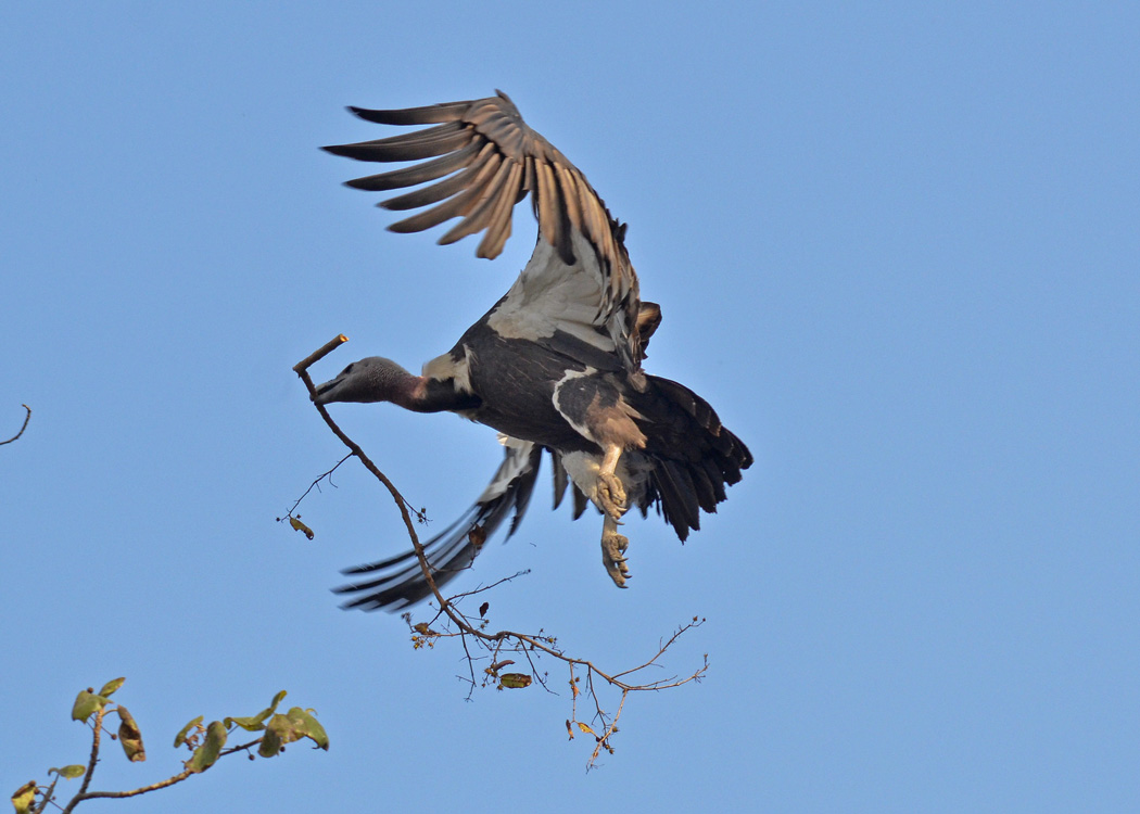 why dont buzzards eat dead dogs