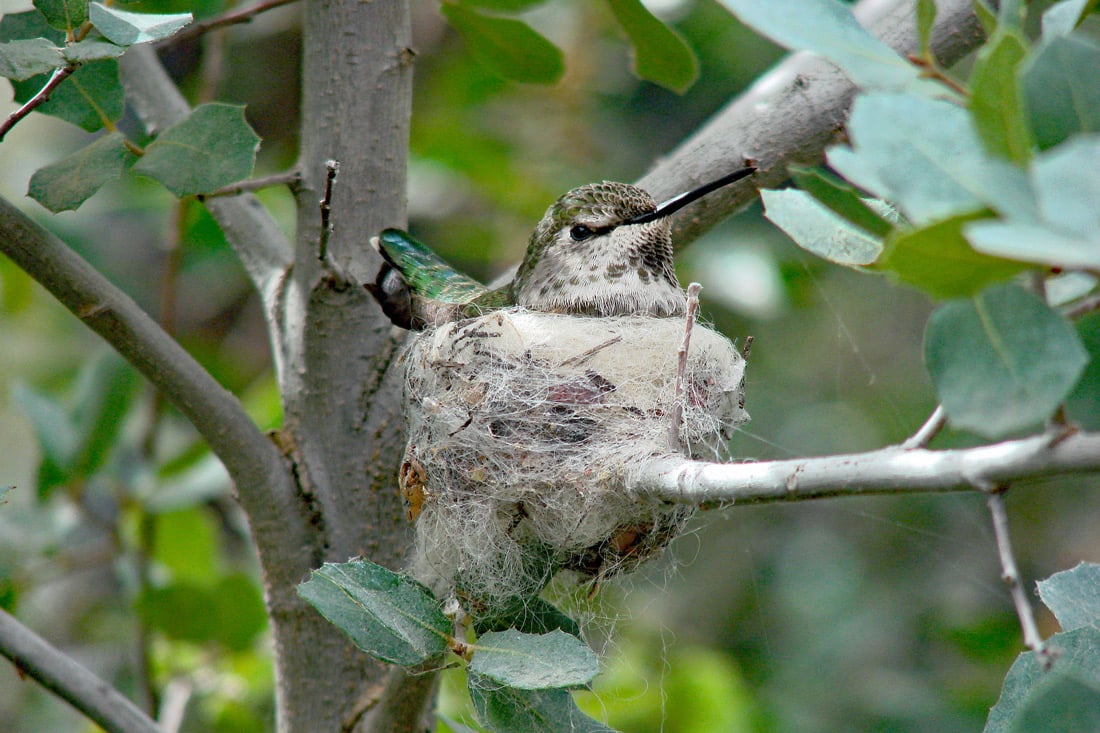 This spider web is strong enough for a bird to sit on, a scientific first