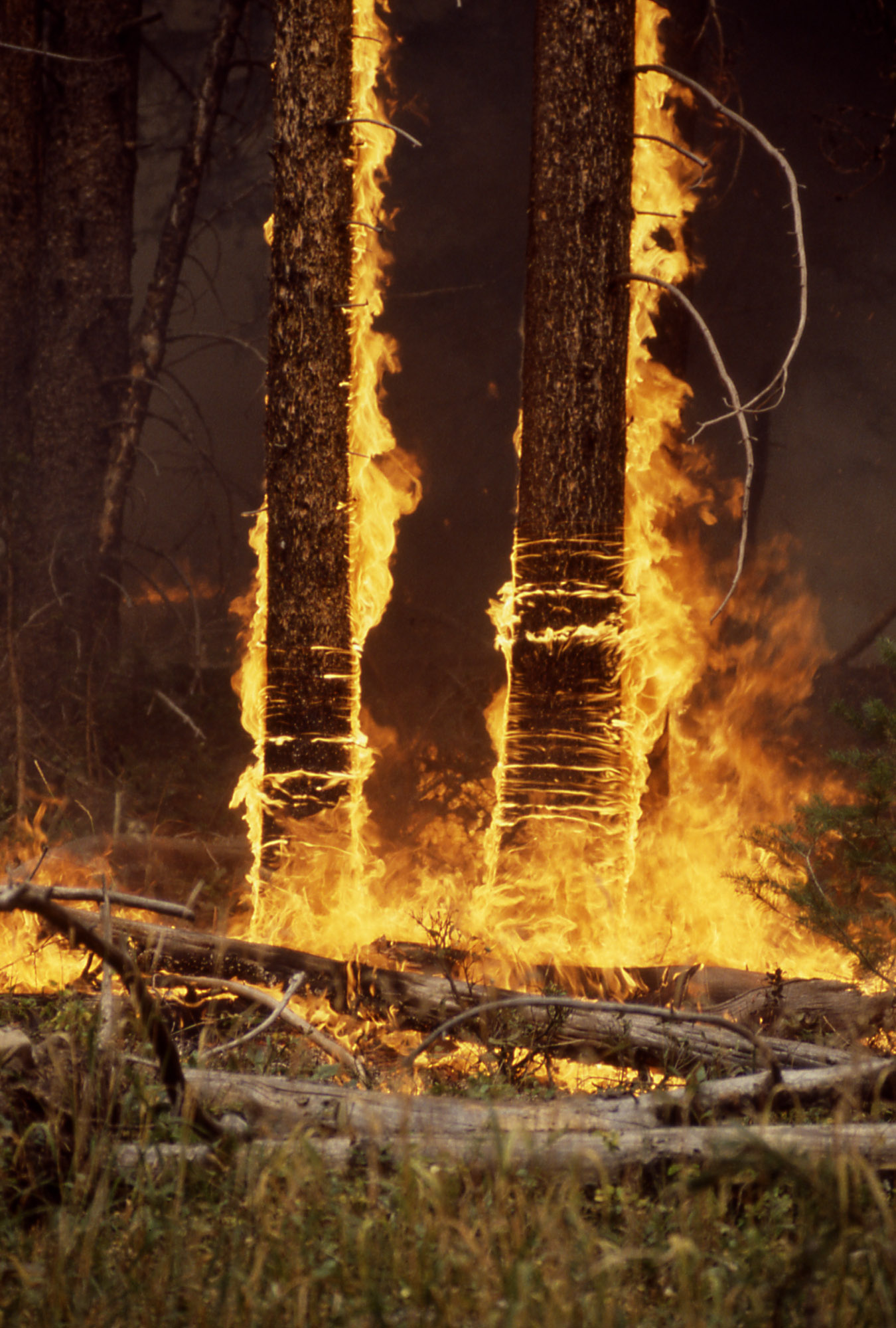 Trunks of lodgpole pine engulfed in flame near Yellowstone's Northeast Gate. National Park Service photo by Jim Peaco, September 4, 1988.