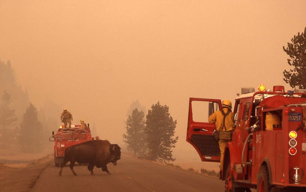 At the turn of the twentieth century, many sought to create a sanctuary for Yellowstone's animals. In 1988, fires threatened that safe haven and alarmed preservationists - especially when they saw scenes like this. National Park Service photo by Jeff Henry, 1988.