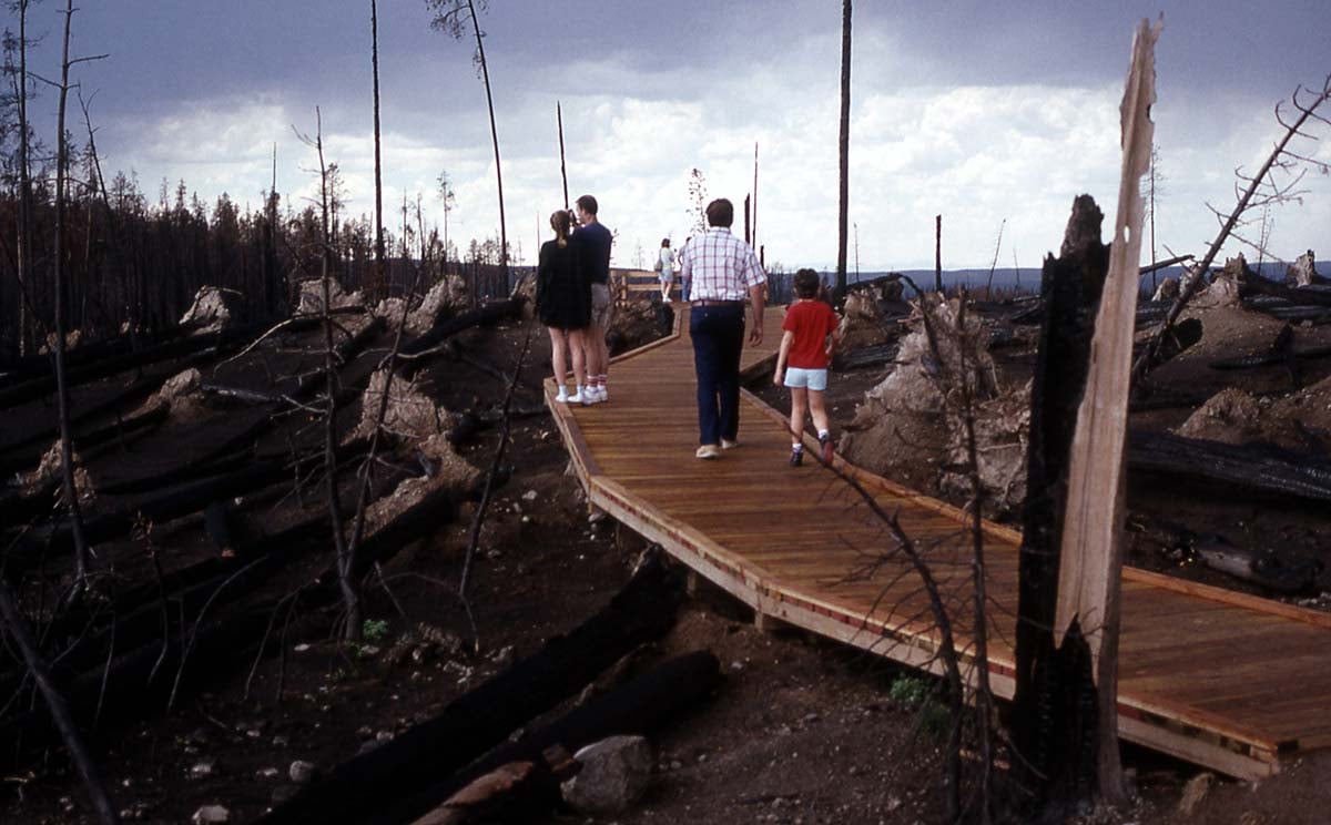 Visitors inspect Yellowstone fire damage at a massive blowdown on the road between Madison and Canyon Junctions. For some, the Park was destroyed; for others it was rebuilding. National Park Service photo by Jim Peaco, September 1988.