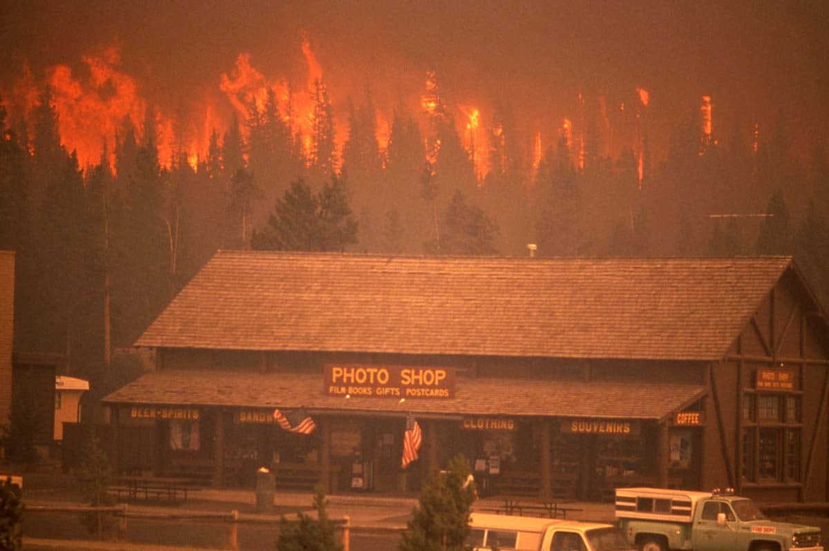 Individuals at the Old Faithful area, September 7, 1988, found the approaching crown fire terrifying; today such instances seem almost routine. National Park Service photo by Jeff Henry.