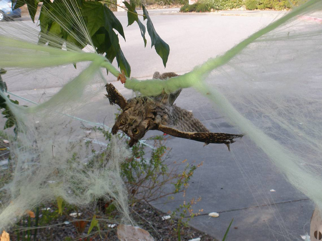 Photo of an owl entangled in and hanging upside down to demonstrate the dangers of fake webs hung outside as Halloween decorations. 