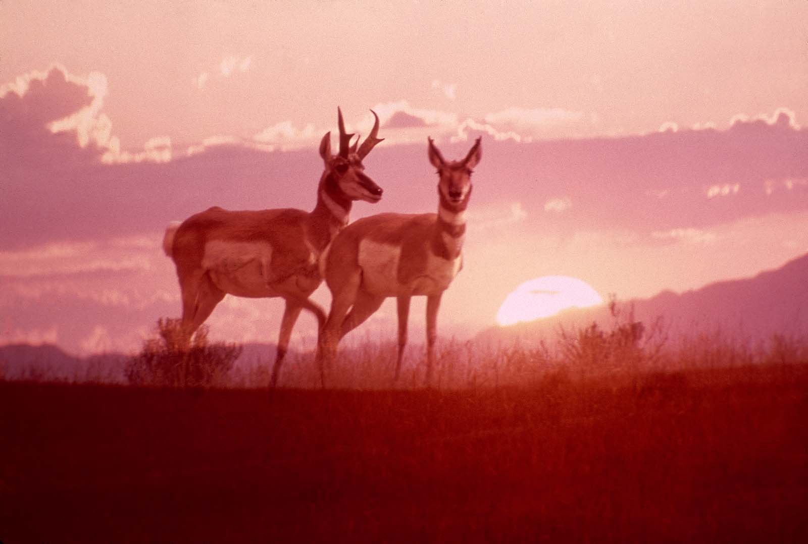 Pronghorn buck and doe at dusk. MS 301 Gabby Barrus Slide Collection, McCracken Research Library. SL.301.A.29