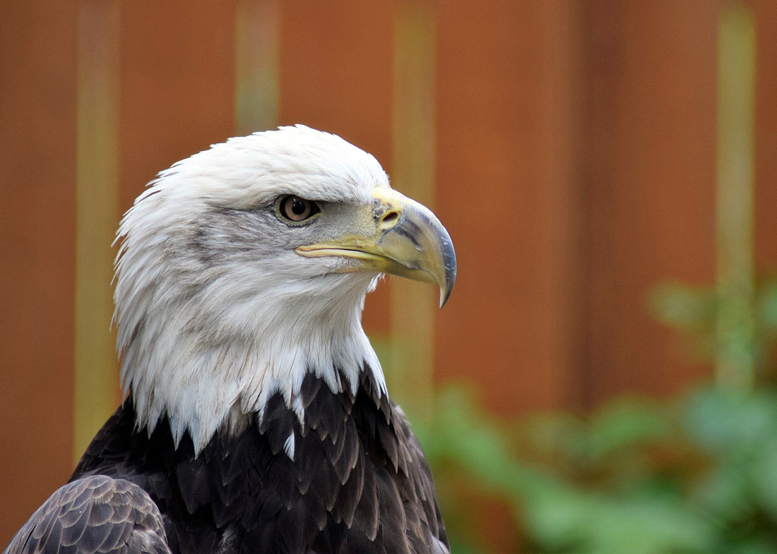 Jade is a bald eagle that resides at the Buffalo Bill Center of the West in Cody, Wyoming.  