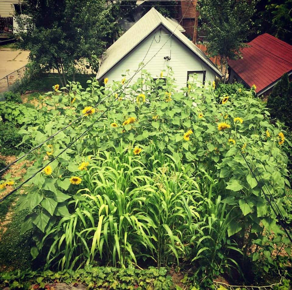 The plots with plantings of the three sisters of corn, beans, and squash, along with sunflowers.