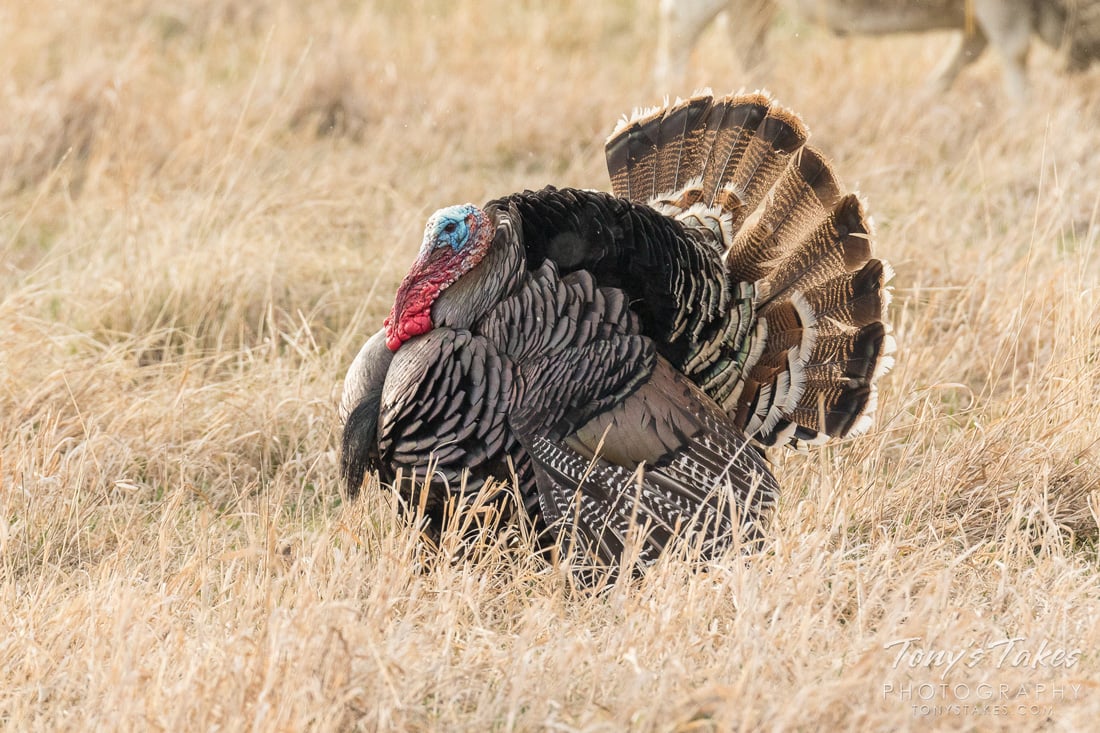 Strutting Male Wild Turkey