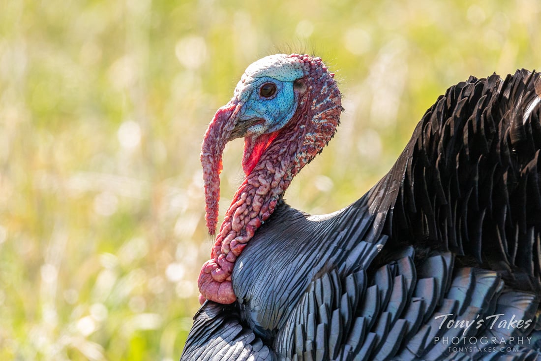 Turkey's Faces change colors, this Tom Turkey's face has turned blue.  