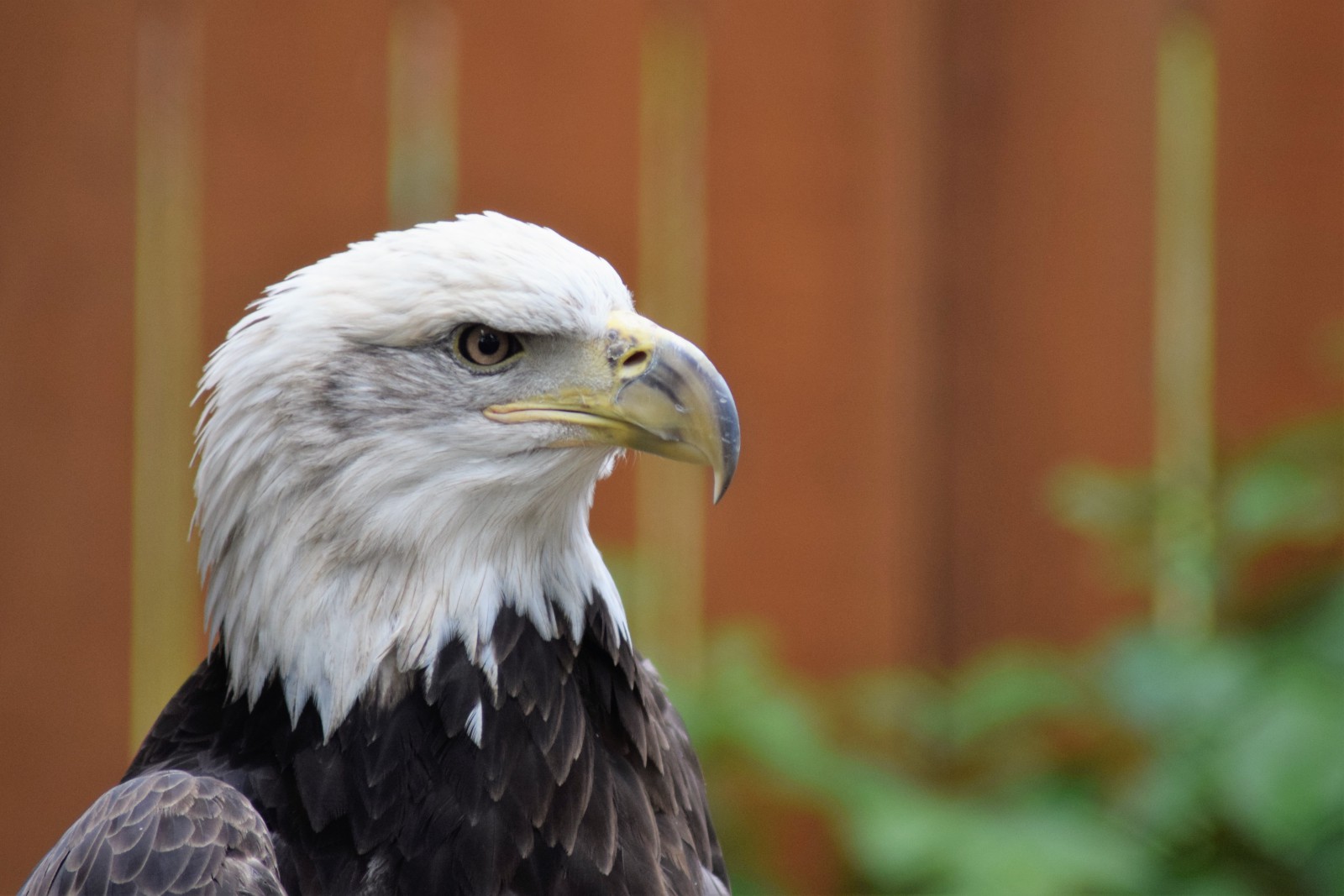 Did You Know? Ten Amazing Facts About Birds of Prey and Vultures - Buffalo  Bill Center of the West