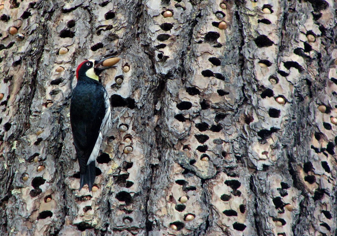 An Acorn Woodpecker clinging to the side of a tree where it is adding a seed to its cache. 